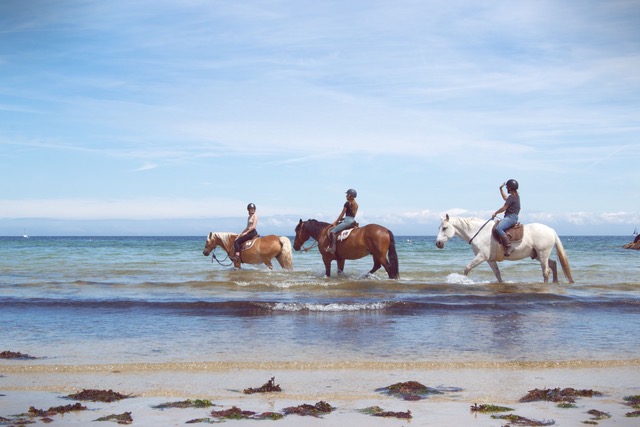 Balade équestre sur la plage